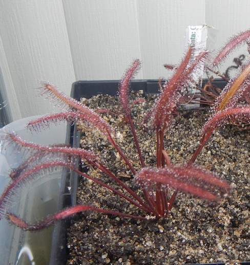 Drosera capensis - Gifberg, South Africa